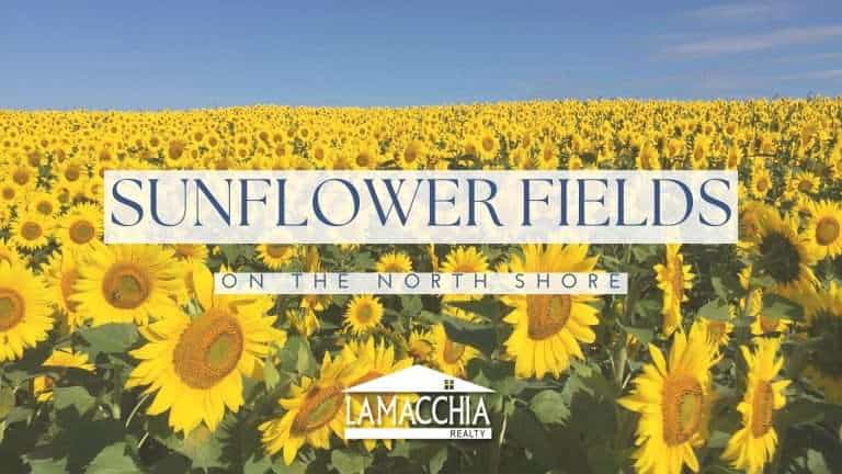 sunflower fields on the north shore