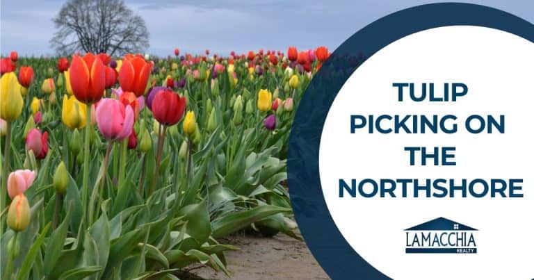 tulip picking blog 0425